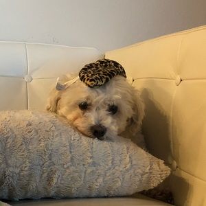 Meet your Posher, Leticia